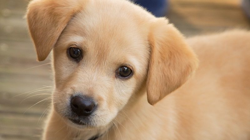 بر اساس تحقیقات جدید استفاده از لحن کودکانه در تربیت سگ های بالغ تاثیری ندارد