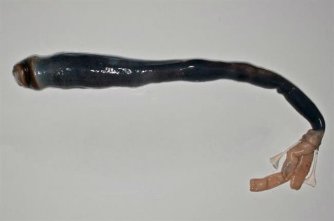 giant-shipworm-kuphus-polythalamia-w700