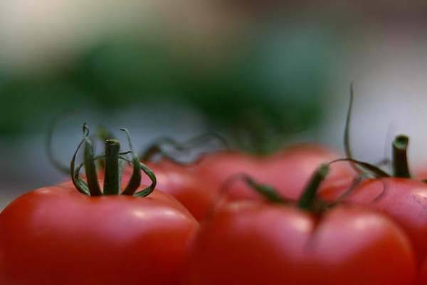 گوجه فرنگی 15 روز دیگر ارزان می‌شود/دلایل گرانی در بازار