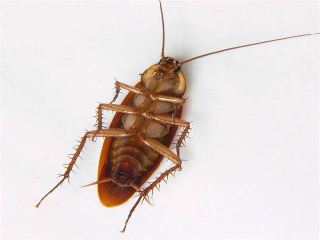 american-cockroach-w700
