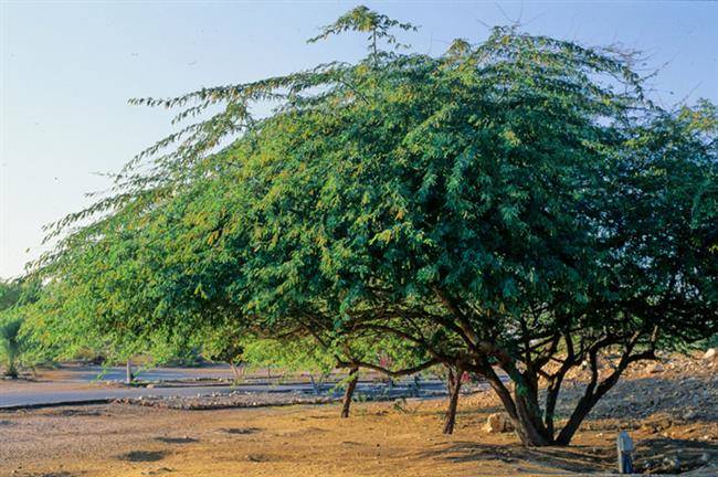 فاجعه‌ای دیگر خوزستان را فرا گرفته است/ کهور آمریکایی گونه گیاهی خطرناک