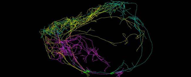 نورون بزرگ کلاستروم