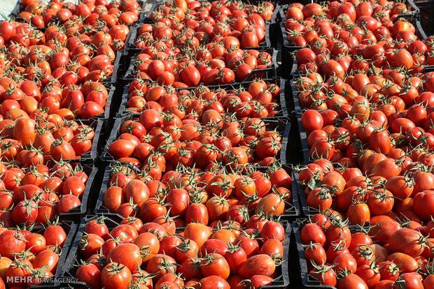 گوجه فرنگی 30 درصد ارزان شد/قیمت به کیلویی 3 هزارتومان رسید