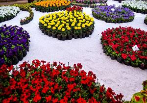ایران سالانه بین 60 تا 70 میلیون دلار گل صادر می‌کند/ دولت باید از صادرات گل و گیاه حمایت کند