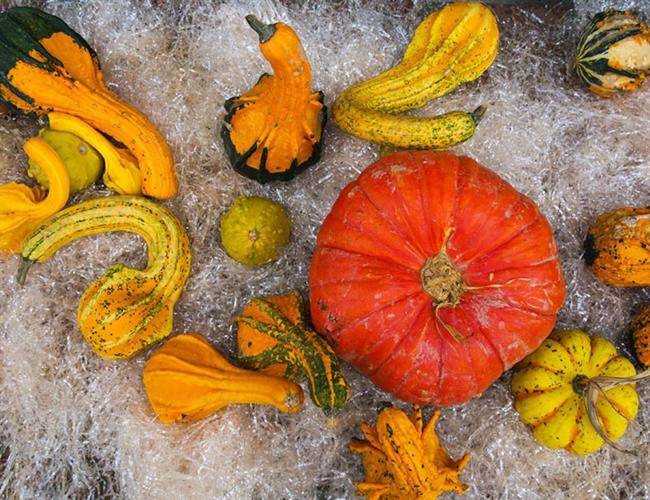 fall_food_weight_loss_winter_squash کدو حلوایی زمستانی