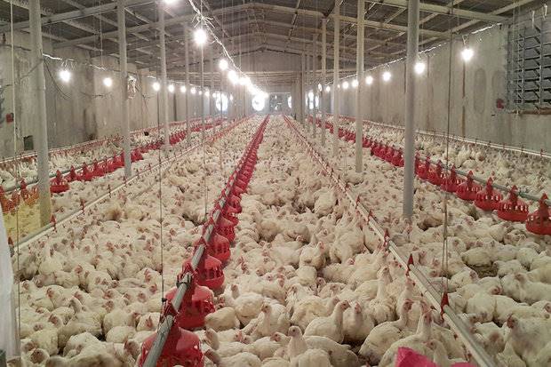 ازسرگیری صادرات تخم مرغ مشروط به اختصاص یارانه است