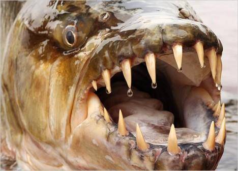 10 جانور هراس انگیز دریایی که هر یک می توانند در فیلم های ترسناک نقش آفرینی کنند