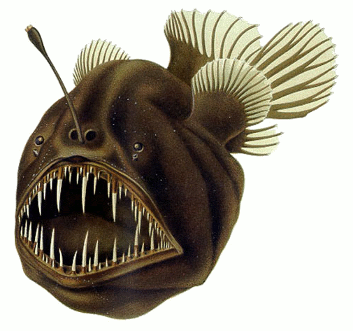 Humpback_anglerfish