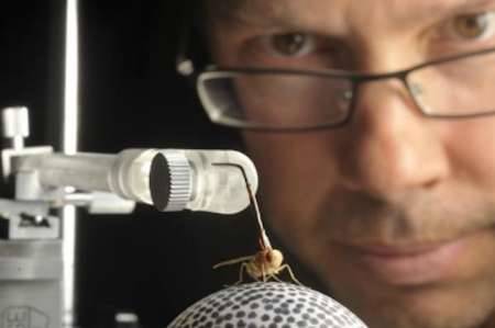ساخت نسل جدید سمعک با الهام از حشرات