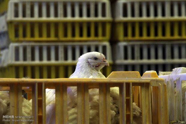 مذاکره با عراق و کشورهای حاشیه خلیج فارس برای صادرات مرغ