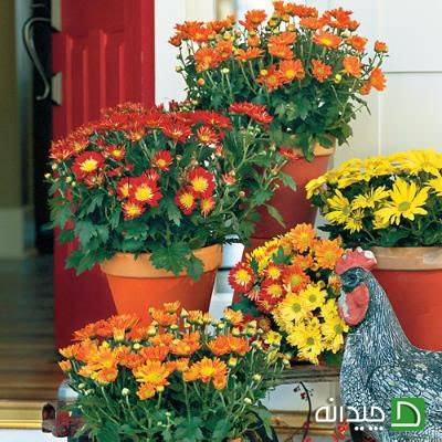 گلدان ها و گل های پاییزی در طراحی محوطه بیرونی خانه 