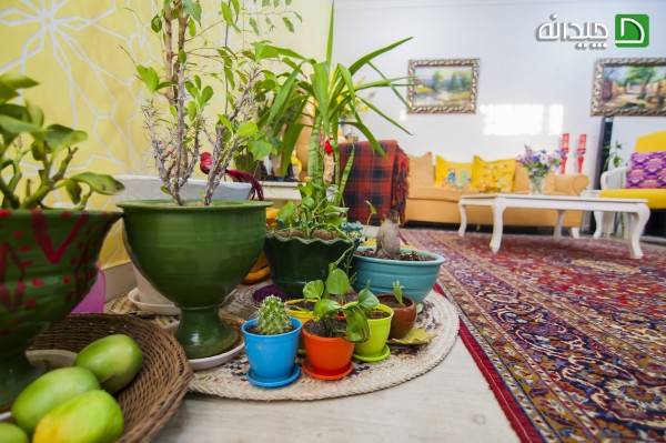 گیاهان آپارتمانی خانه