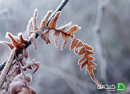 درمان یخ زدگی گیاهان