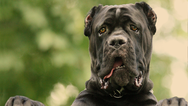 cane-corso-w700