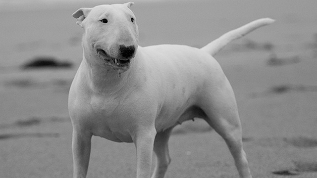 bull-terrier-w700