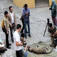 در جست و جوی مقصر مرگ توله پلنگ هیرکان