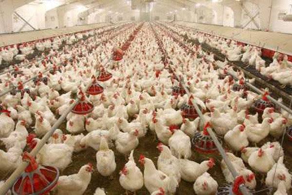 افزایش 10.5 درصدی تورم سالانه مرغداری‌های صنعتی