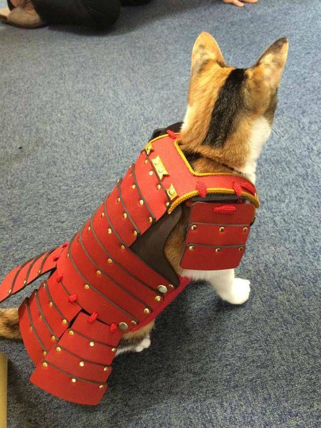 pet-dog-cat-armor-samurai-age-japan-4-w700