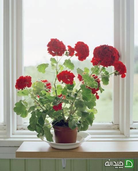 گل شمعدانی در کنار پنجره، کاهش استرس