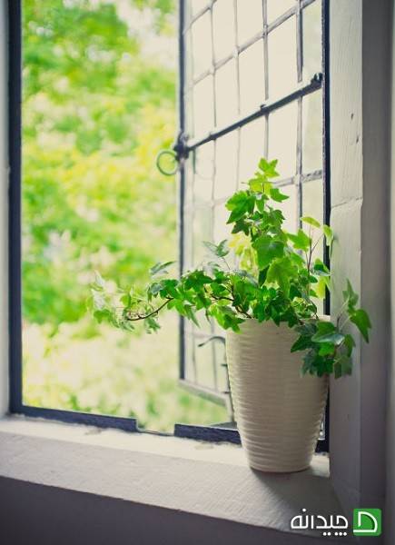گیاه عشقه با نگهداری راحت برای افزایش شادی در خانه