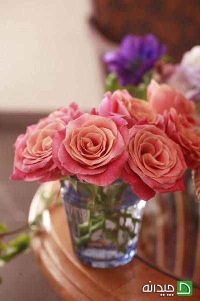 گل رز زیبا، افزایش شادابی و سرزندگی