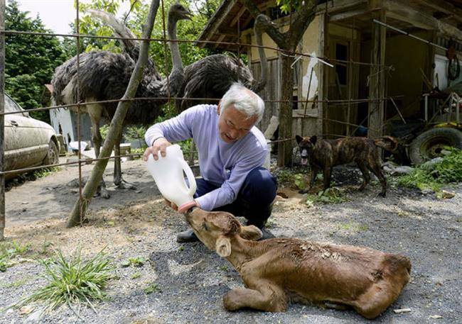 53805-fukushima-radioactive-disaster-abandoned-animal-guardian-naoto-matsumura-13-1000-7c7fc6a548-1484636084-w700