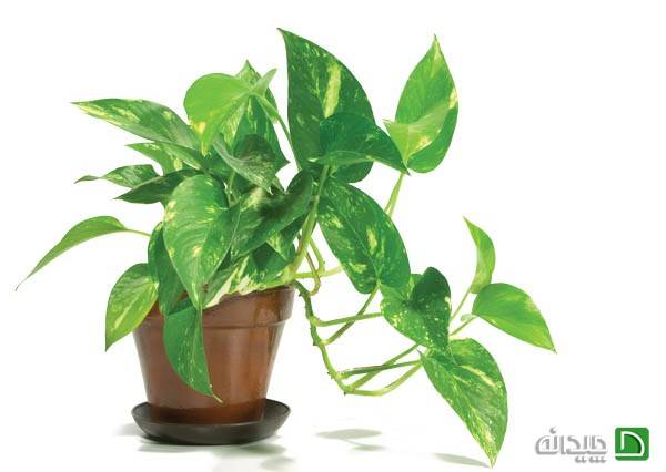 پوتوس Pothos