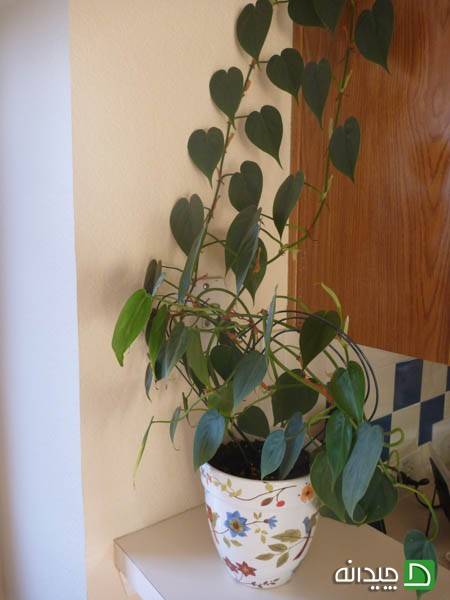 فیلودندرون بالارونده Climbing Philodendron