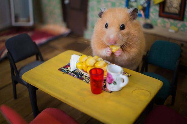 Crafted-miniature-town-for-HUNGRY-HUNGRY-HAMSTERS-online-series-5935d40f144a4__880-w700