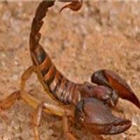 مراقب گزش مرگبار حشرات باشید/ آنچه باید بعد از گزشهای خطرناک انجام داد