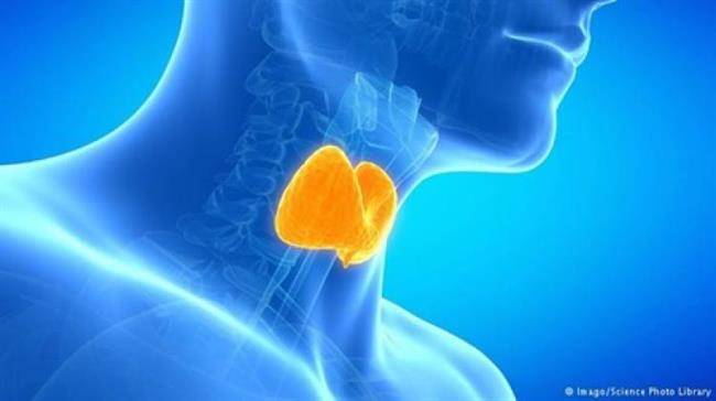 اختلال تیروئیدی چه تاثیری بر باروری دارد؟