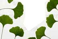 جینکو، قدیمی ترین گونه گیاهی جهان