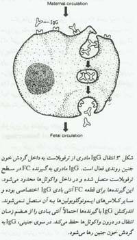 اختلالات ایمنی Rh در حاملگی(1)