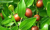 خواص دارویی گیاه عناب