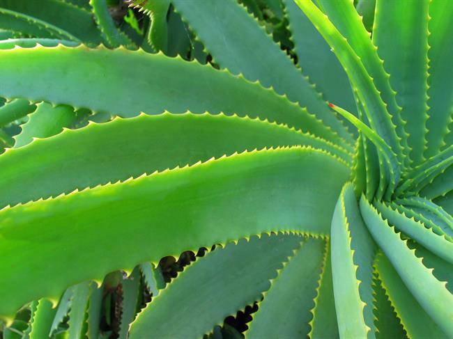 10-dandruff-natural-treatment-aloe-vera.jpg