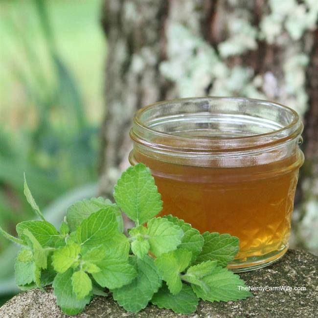 Lemon-Balm-Honey-Syrup-1024x1024.jpg