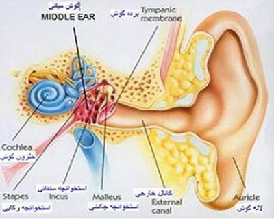 گوش چگونه می‌شنود؟