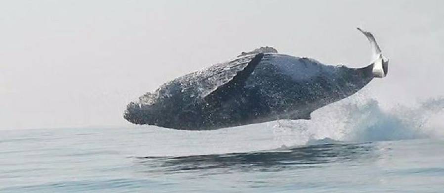 ویدئوی بی نظیری از پرش نهنگ گوژ پشتِ 360 هزار کیلوگرمی به بیرون آب [تماشا کنید]