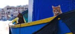 cats-on-a-boat-jpg-653x0_q80_crop-smart