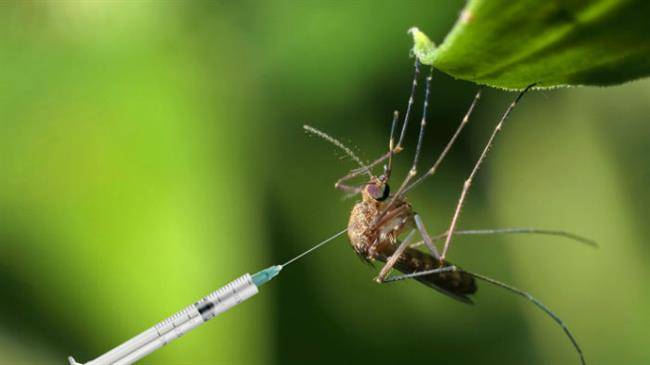 160706-Haglage-Super-Mosquitoes-Kill-Zika-tease_rytcfx-w700