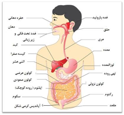 آپاندیس در چه قسمتی از بدن قرار دارد؟