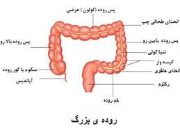 آپاندیس در چه قسمتی از بدن قرار دارد؟