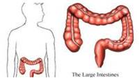 عملکرد روده بزرگ در عمل هضم