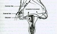 آناتومی رحم و بیماریهای آن