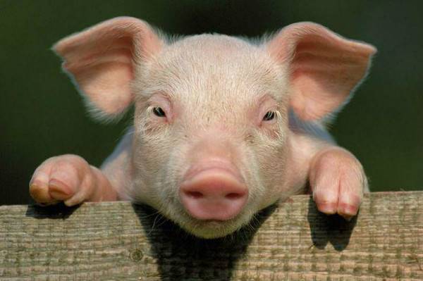 تلاش تازه دانشمندان برای مناسب سازی اندام های داخلی خوک ها جهت پیوند به انسان