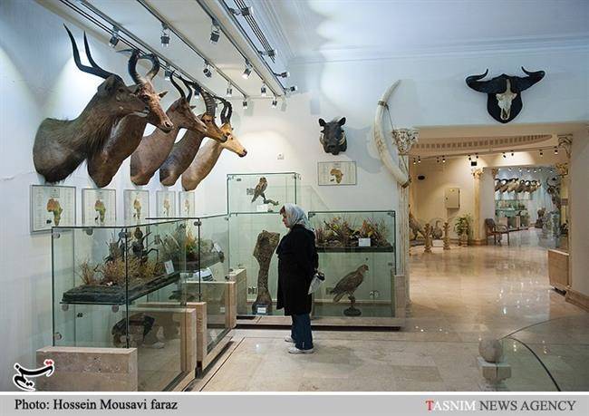 موزه طبیعت و حیات وحش دار آباد