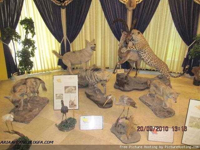 موزه طبیعت و حیات وحش دار آباد