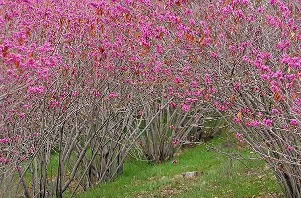 پارک ملی سرخه حصار