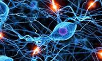 آیا تمام اندام‌های سیستم عصبی را می‌شناسید؟