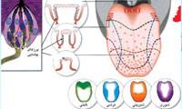 اختلال حس چشایی؛ علل و راه‌حل